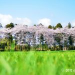 鳩山町の桜も満開です。